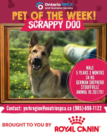 Pet of the Week - Scrappy Doo